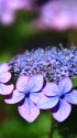 紫陽花