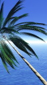 青い海と椰子の木