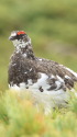 雷鳥坂の雄ライちゃん1