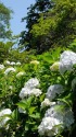 紫陽花の風景