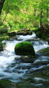 渓流の苔石