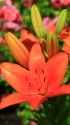 公園の花