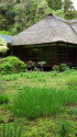 浄智寺の緑の庭
