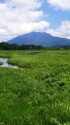 緑の湿原