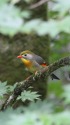 ソウシチョウ
