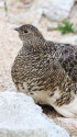 ヒナを抱くママ雷鳥
