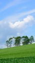 美瑛 樹木と丘の風景