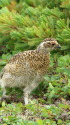 大天井のチビ雷鳥