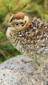 チビ雷鳥近影