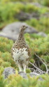 白馬乗鞍岳のママ雷鳥