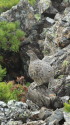 栗沢山の雌ライちゃん