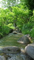 緑の中の川