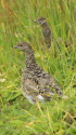 大きくなったチビ雷鳥