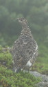 仙丈のママ雷鳥