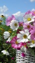 コスモスの花篭
