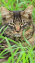 近所の猫たち 9-20