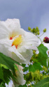 酔芙蓉