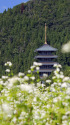 大師山清大寺五重塔とソバの花