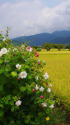 足柄・田園風景と芙蓉の花