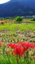 足柄・初秋の田園風景