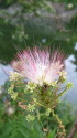 ネムの花