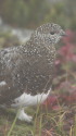 小蓮華のママ雷鳥2