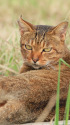 海辺の猫 2012-2