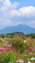 コスモスと筑波山