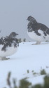 仙丈ヶ岳の雄雷鳥達