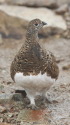 小蓮華のママ雷鳥3