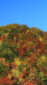 紅葉の小山