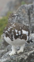 大天井の雄雷鳥1