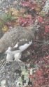 大天井の雄雷鳥2