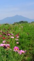 コスモスと筑波山