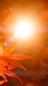 逆光に輝く紅葉☆♪