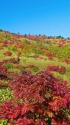 草津白根山の紅葉