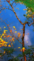 奥多摩・川面に映る秋空