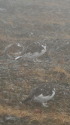 双六岳の雷鳥親子2