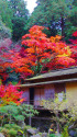 金剛輪寺の紅葉