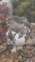 常念のチビ雷鳥2