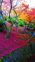 東福寺・洗玉澗の落紅葉