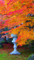 東福寺参道で見つけた紅葉