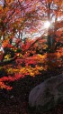 逆光に輝く紅葉
