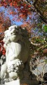 狛犬様と紅葉