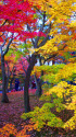 東福寺・錦秋の彩り