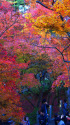 東福寺・洗玉澗の紅葉