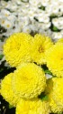 黄色と白の菊