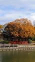 公園晩秋