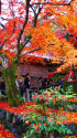 二尊院・境内の紅葉 二尊院・境内の紅葉
