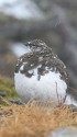 小仙丈ヶ岳の雄雷鳥2